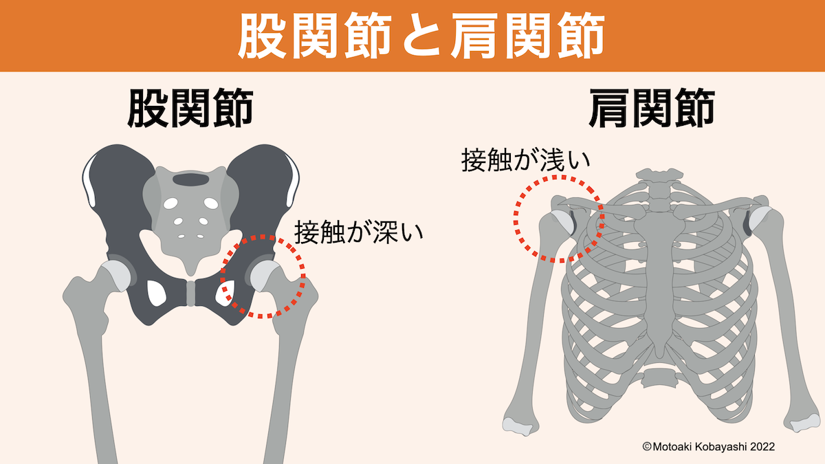 股関節と肩関節の図